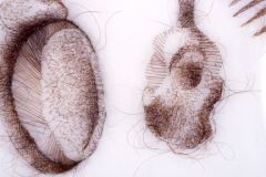 Two, 2004, hand-sewn human hair on mylar, 5" x 7"